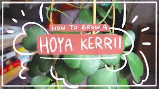 Hoya kerrii  How to care for this sweet heart houseplant [upl. by Nwahsear947]