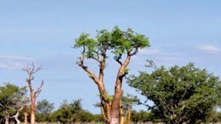 Wunderbaum Moringa – Jungbrunnen für die Zellen [upl. by Grove9]