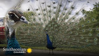 A Young Peacock Picks the Wrong Fight with an Experienced Rival  Miami Wild  Smithsonian Channel [upl. by Bertold]