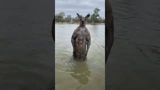 KANGAROO🦘 attacks DOG 🐕 😱 dog kangaroo dogsavekangaroo funnyvideos [upl. by Bernt]