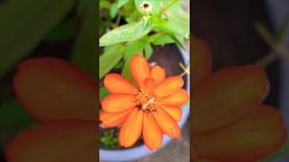 Zinnia flower plantforyou garden terraceflowers likesharesubscribe gardening [upl. by Olympium]