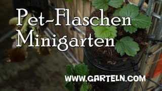 DIY Minigarten in der Pet Flasche [upl. by Arinaj]