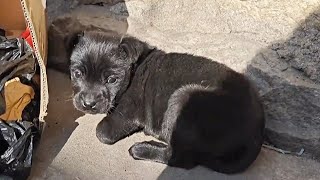 Dog Abandoned By Owner With Disabled Front Leg So Sad [upl. by Eelanej553]