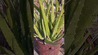 How to propagate Aloe vera🌿shorts aloevera youtubeshorts propagation [upl. by Asirrak]