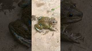 Amazing frogs catch funny frogs at night part 29 frog funny shorts [upl. by Eatnahc]