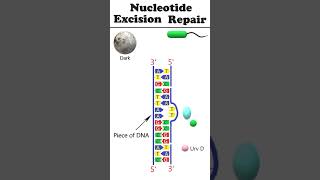 Nucleotide excision repair NER animation dnadamagerepair [upl. by Bette552]