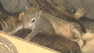 Mother cat adopts baby squirrel and teaches it to purr [upl. by Erinna306]