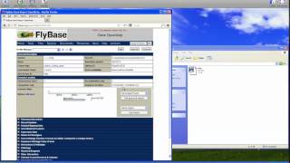 Bio 102 Bioinformatics amp Genomics Lab Video 1 FlyBase [upl. by Giannini456]