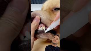 Dog tartar remover [upl. by Ecissej]