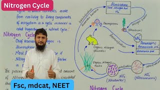 Nitrogen cycle  nitrogen cycle class 12 biology [upl. by Marcy]