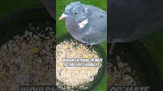 Pin feather headed pigeon birds feedercam birdfeeder pigeon nature wildlife birdwatching [upl. by Lacefield825]