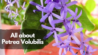 All about Petrea VolubilisSand paper vinePurple wreathWestern blue bird vine [upl. by Ymma]