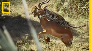 L’impressionnant assaut d’un léopard sur un impala en images [upl. by Nwahsel]