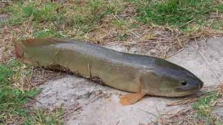 What is a Mudfish [upl. by Baron911]