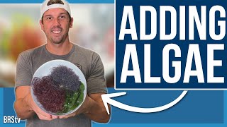 The AlgaeBarn Shipment Has Arrived Macro Algae Reef Tank Build Ep 4 [upl. by Apthorp]