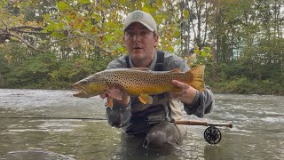 Fishing for Fall Brown Trout in Virginia [upl. by Aretak942]