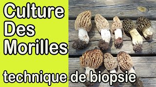 Culture des morilles  Technique de biopsie  Cultiver des champignons à la maison [upl. by Tamaru]