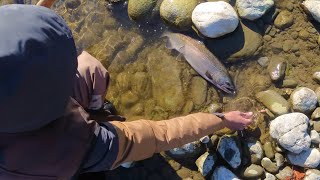 Salmon Fishing in BC 🎣 Gold Coho 🐟 Chilliwack River Fishing [upl. by Ob482]