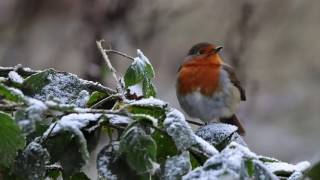 English Country GardenNo 1 …jimmie rodgers Quaint Little song [upl. by Dyolf107]