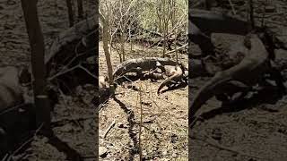 Komodo Dragons eating Deer [upl. by Balbur78]