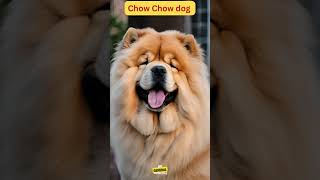 About Chow Chow dog breed dogsbreed doginfo doglover generalknowledge [upl. by Siuraj]