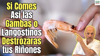 🆘 COMER ASI GAMBAS O LANGOSTINOS DAÑARA SERIAMENTE TUS RIÑONES 🆘 [upl. by Annaiv]