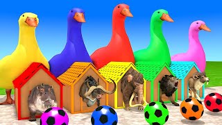 Long Slide Game With Elephant Gorilla Buffalo Hippopotamus Tiger  3d Animal Game  Funny 3d Animals [upl. by Osrick]