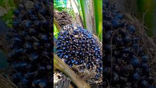 Palm fruit is mainly grown on small treesviralshortpalmgardenpalmtreemalaysiafishingfarming [upl. by Dolores218]