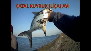 LRF İLE ÇATAL KUYRUK AVI LİÇA AVI [upl. by Vala]