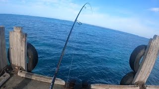 FISH ONBent Rods and beautiful blue water ￼ Lancelin WA [upl. by Stronski865]