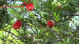 Melaleuca Viminalis  Weeping Bottlebrush  Creek Bottlebrush [upl. by Jung]