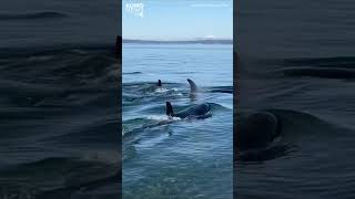 Orcas give onlookers a show Swimming ashore in Hansville [upl. by Inneg]