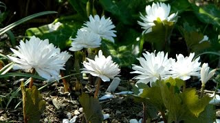 Bath Towels in Spring  Sanguinaria [upl. by Grantland]