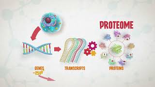 4  Proteomics STEn [upl. by Leanahtan]