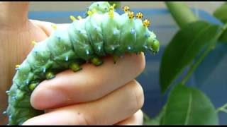 Big Cecropia Caterpillars [upl. by Kiefer386]