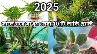 ২০২৫ সালে ঘরে রাখুন এই ১০ টি গাছ ভাগ্যচক্র খুলে যাবে ।।Indoor Plants  Lucky plant  gardening tips [upl. by Nautna214]