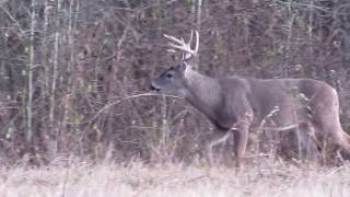 Mature middle Tennessee buck shot by college girl her biggest buck ever [upl. by Oslec]