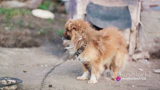 The Extinct Kitchen Helper The Turnspit Dog [upl. by Africa]