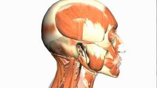 Skull tutorial 1  Bones of the Calvaria  Anatomy Tutorial PART 1 [upl. by Sheena695]