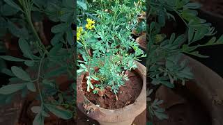 Ruta Graveolens Medicinal plant  Shorts [upl. by Lamek]