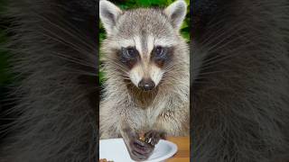 Hungry Raccoons Eating Dog Food in My Backyard short shorts cute raccoon babyanimal [upl. by Aremus]