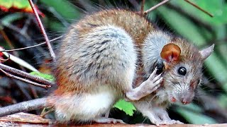 Bot Fly Parasites Infest Backyard Wood Rat [upl. by Rhodes199]