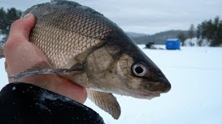 Straight To The Point Angling Adventures  Ice Fishing Whitefish Montage [upl. by Aiciram]