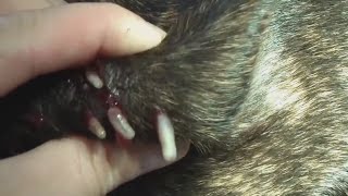 Remove mango worms in dog Couldnt Finish Shooting Video worms EP 1 [upl. by Ymor]