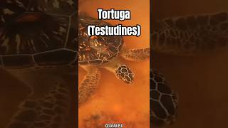 Curiosidades Fascinantes sobre las Tortugas El Reptil más Antiguo [upl. by Dickenson704]