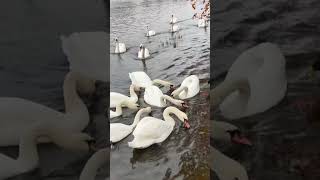 13 Prinsesser forkledt som Svaner swans in tveiten birdwater november [upl. by Dnanidref953]