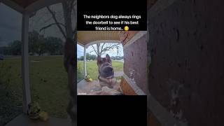 Unbelievable German Shepherds Doorbell Technique Revealed 🐾 [upl. by Lauryn]