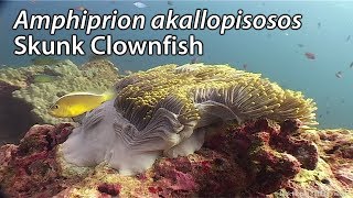 Skunk Clownfish Amphiprion akallopisos Stock Footage  PAL DV [upl. by Atkins341]