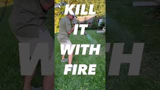 🔥 unexpected method 2 EASY Ways To Get Rid of Crabgrass [upl. by Prosperus]