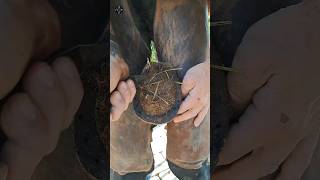 Asmr Farrier asmr satisfying farrier horse [upl. by Dorsy]